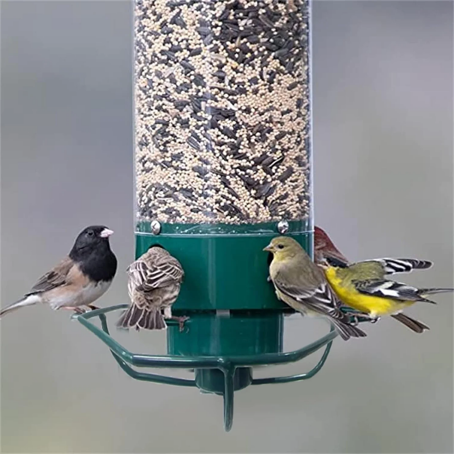 Squirrel-Proof Bird Feeder